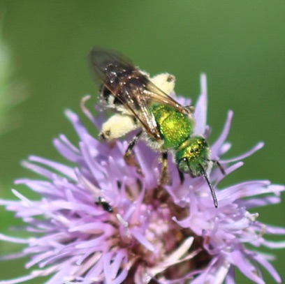 Brown-winged Striped-sweat Bee
Agapostemon splendens